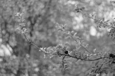 Nex302.jpg