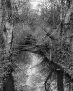 B&W-CCP-Trees-&-Stream-001-RFF.jpg