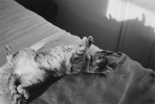 catandshadow.jpg