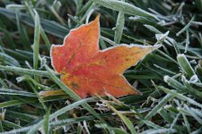 10-17 first frost.jpg