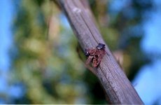 S_080831 canon 100 test  376.jpg