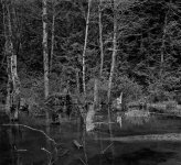 B&W-SQ04171302_11rff.jpg