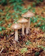 Untitled-5_small.jpg