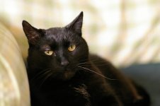 Buddy Portrait-rs.jpg