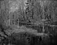 B&W-Old-Mill-Pond-rff.jpg
