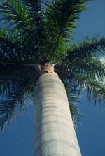 signet palm tree corrected 600.jpg