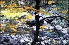 Yellow Leaves at River 700 pixels.jpg