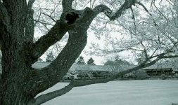 Nara1.jpg