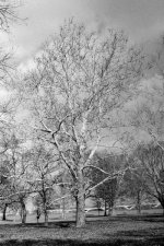 BW400CN_G2_Rodinal_Tree GW Parkway.jpg