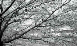 Nara2.jpg