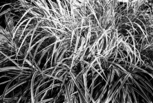 Scan-100815-0006.jpg