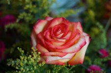 DSC03099 (Custom).JPG