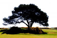Spreading Tree.jpg