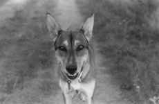 Sadie D100 I61 ID-11.jpg
