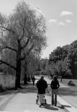 Sunlight on the trees2.jpg