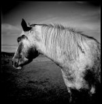 rollei_horse.jpg