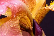 IRIS_2_Full_CROP.jpg