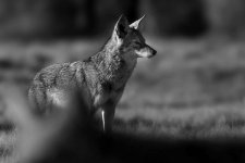Coyote B&W.jpg