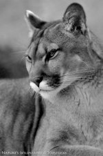 CRW_8846b&w.jpg