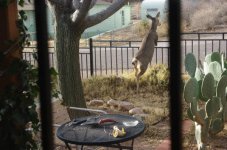 Deer.jpg