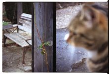 DemiC 50mm  (2) merlot22.jpg