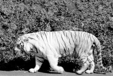 Webgreyscale pusspuss with work 4 12 05 Ver 2.jpg
