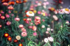flowers.jpg