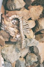 Strange rock  ;o).jpg