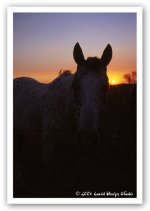 horse1.jpg