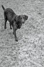 balda1_BW_SM.jpg