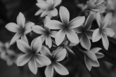 plumeria (3).jpg