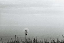DPP_0038dandelion.jpg