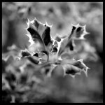 Bokeh.jpg