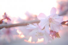 Plant Abstract 2 rff.jpg