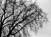 Heliar 3.5_silhouetted tree.jpg