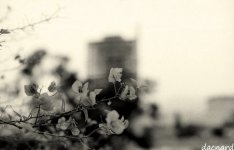 ae1 neopan ss015 copia.jpg