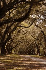 Wormsley Plantation rff.jpg