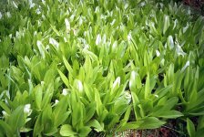 green-leaves2.jpg