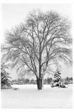 Congress Park Tree.jpg