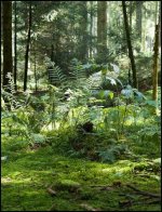 grass orginal (1 von 1).jpg