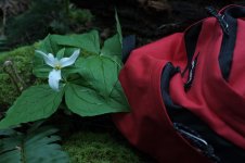 Fuji Bracket Astia.jpg