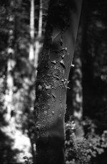 Madrone.jpg