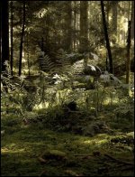 grass edited (1 von 1).jpg