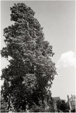Scan-111008-0003.jpg