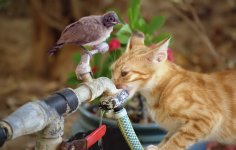 catbirdandwater.jpg