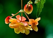 Hanging Flower.jpg