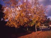 cit fall colors.jpg