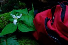 Fuji Bracket Velvia.jpg