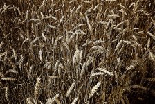 wheatone.jpg