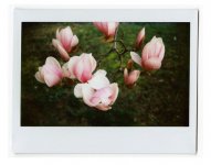 rutter_instax005.jpg